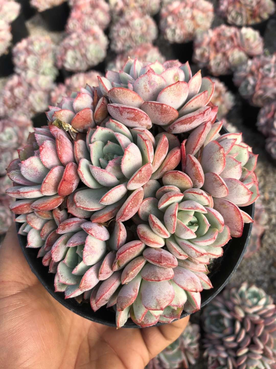 多肉中的"凌波仙子",不知道有朋友在养吗?