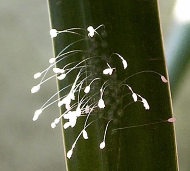 在古籍中,优昙花,佛经中常用