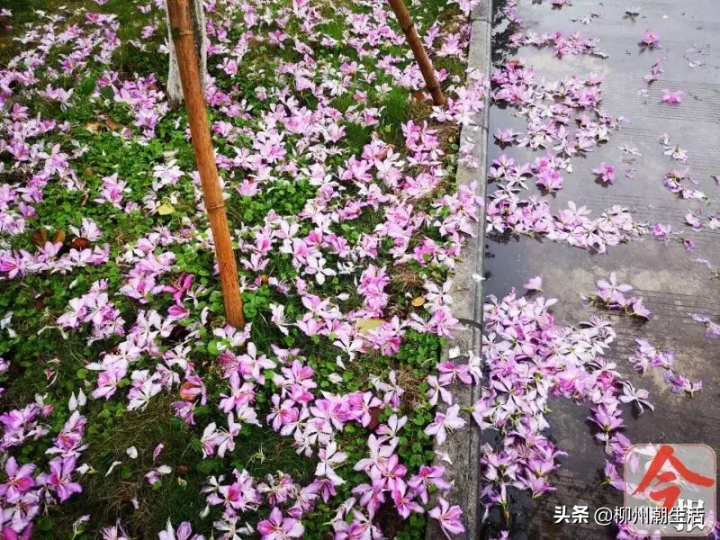 刚刚，最新大量紫荆花美图流出，刷屏柳州！