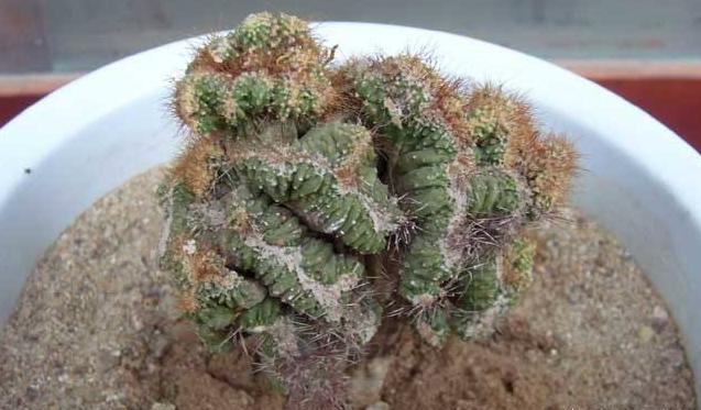 仙人掌刚长出来的时候是绿色的_仙人掌类青石山图片 - 成语词句网