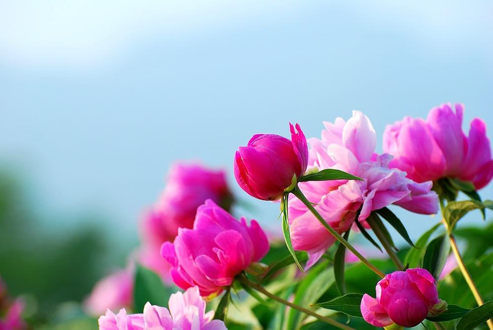 外形似牡丹，开花大朵红艳艳，春天怎么养出漂亮的芍药花？