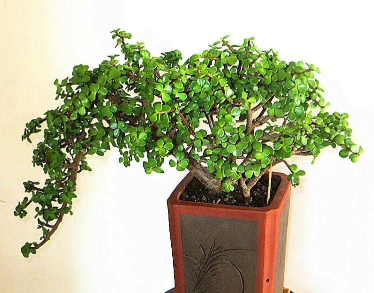 养盆金枝玉叶,剪两刀捆一下,自己长成"大树桩"!