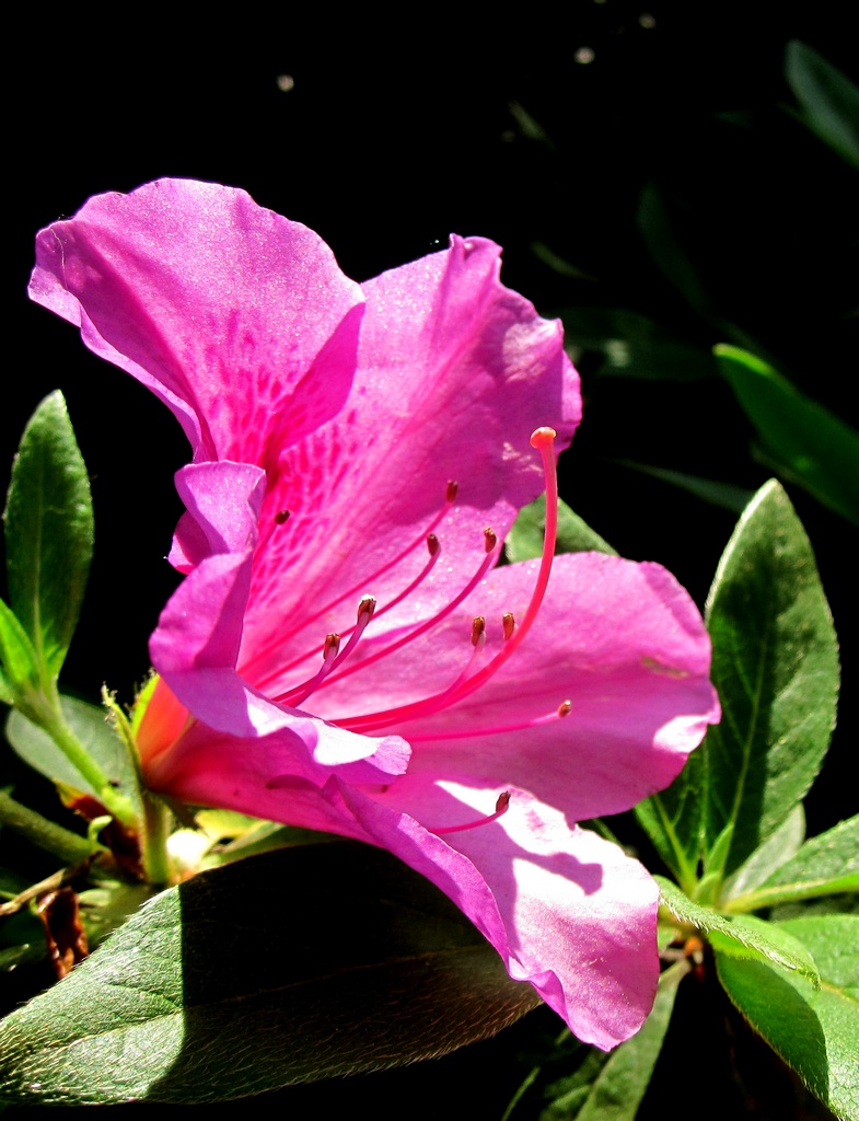 杜鹃的诗句最著名的诗句杜鹃的描写