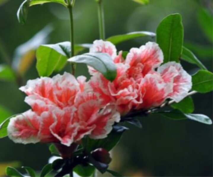 石榴花：榴花似火的石榴树，这样栽培花艳果甜