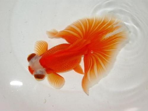 蝶尾金鱼水深多少最好蝶尾金鱼为什么不能深水