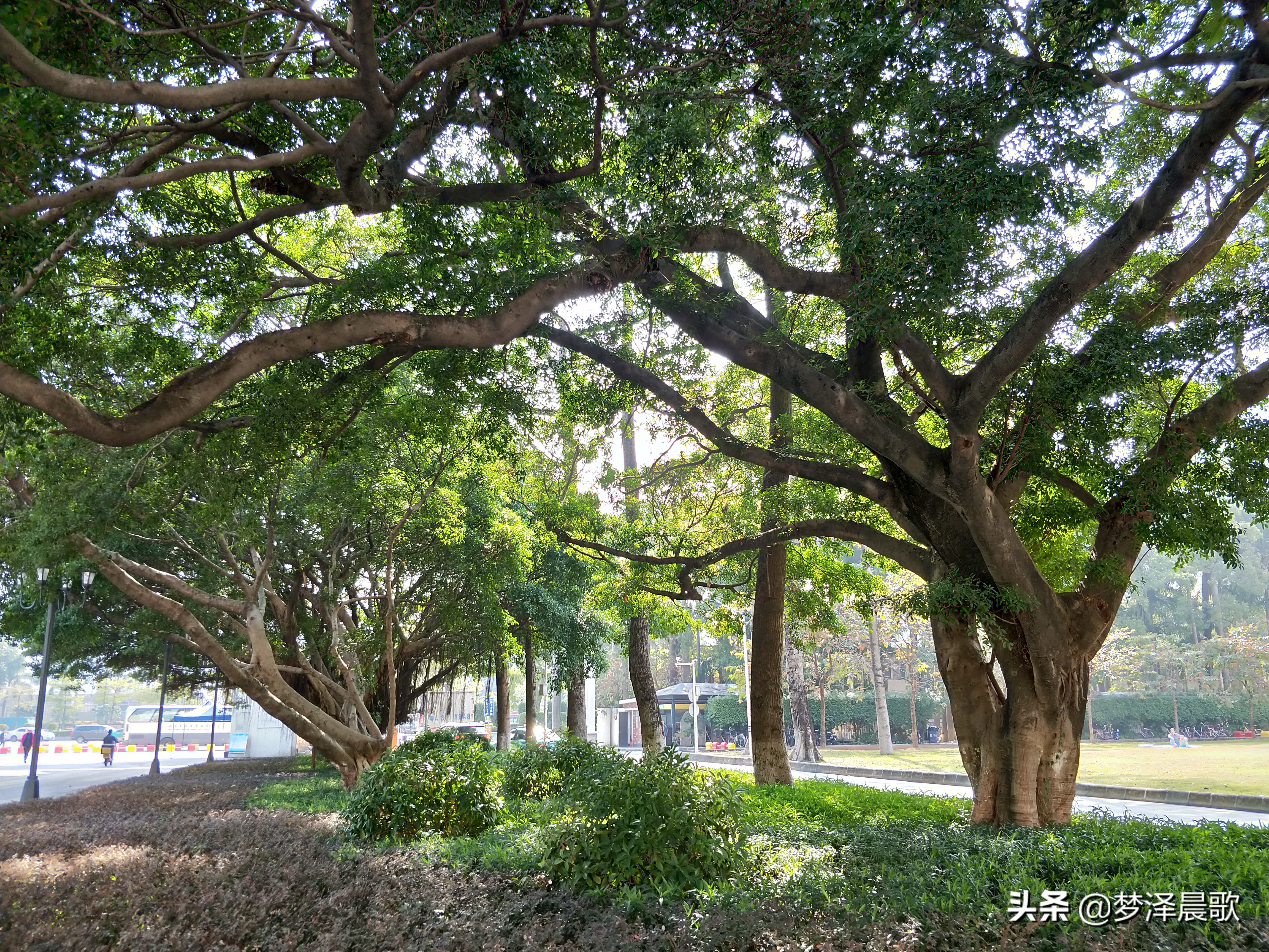 华侨最高学府 暨南大学