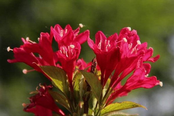 锦带花地栽盆栽都适宜,习性强健虫害少,养好花开如繁星!