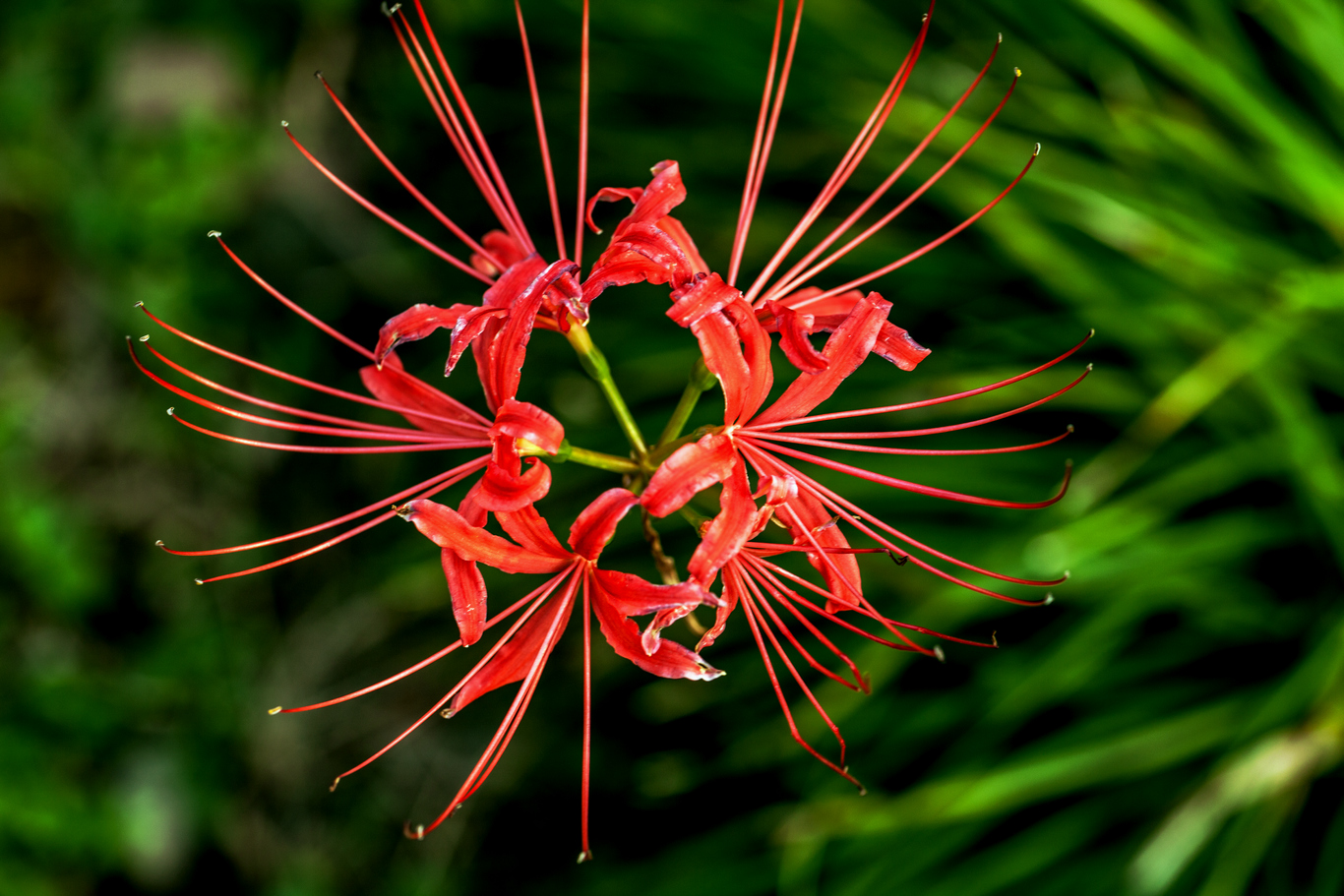 曼珠沙华,别名彼岸花,出自《法华经》,本名摩诃曼陀罗华曼珠沙华,意思