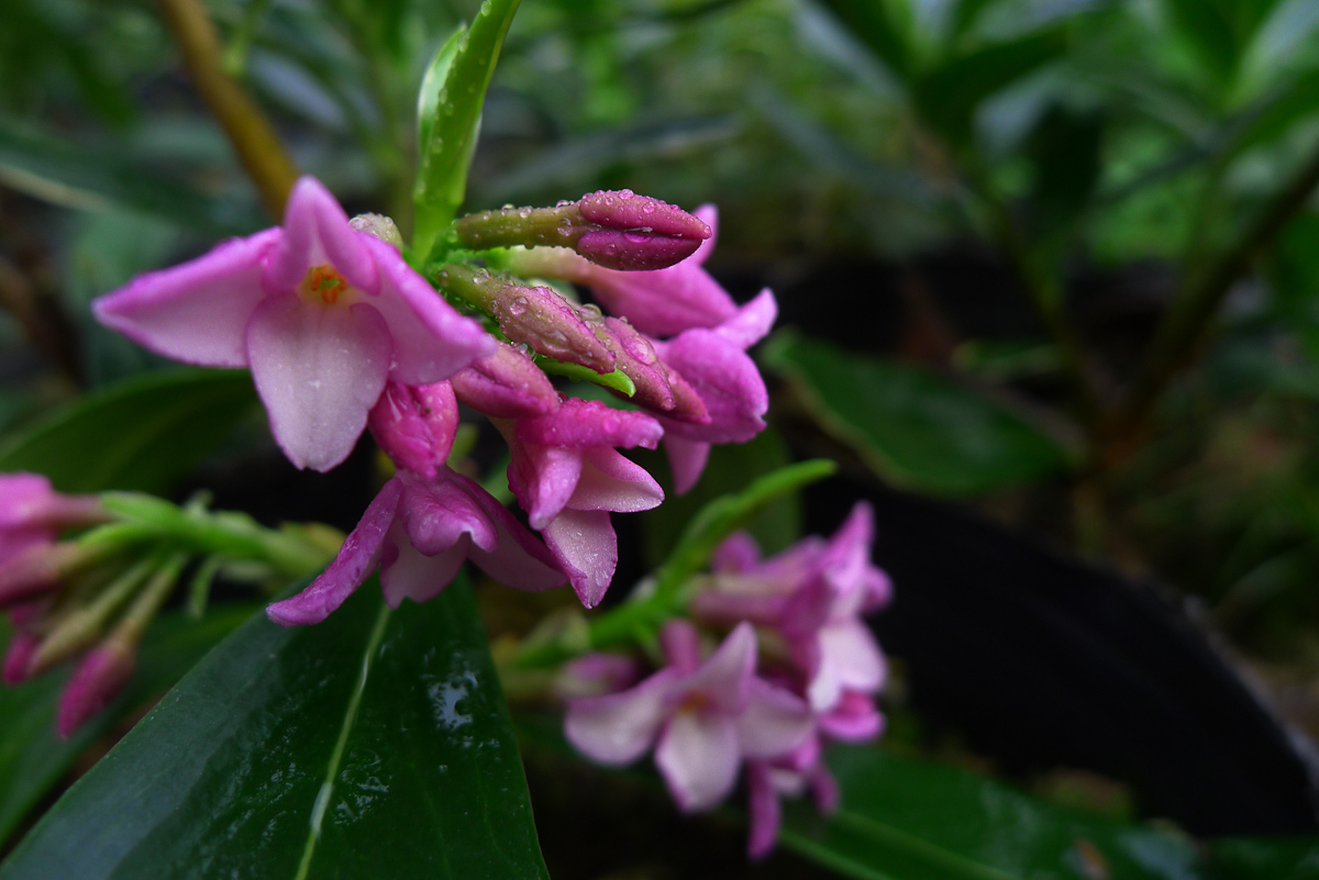 家里有"异味",家里直接养盆"瑞香",香味堪比香水真不错!