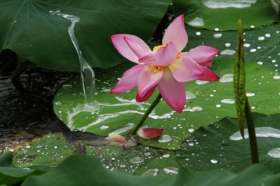 永嘉四灵之一诗人，“黄梅时节家家雨，青草池塘处处蛙”脍炙人口
