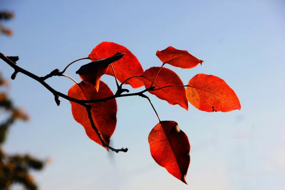 40句诗词，记录了秋天之美的那一瞬间