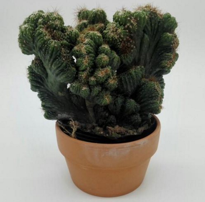 养什么盆景好?尝试这"1种",养护得当,值钱,它叫"仙人山"