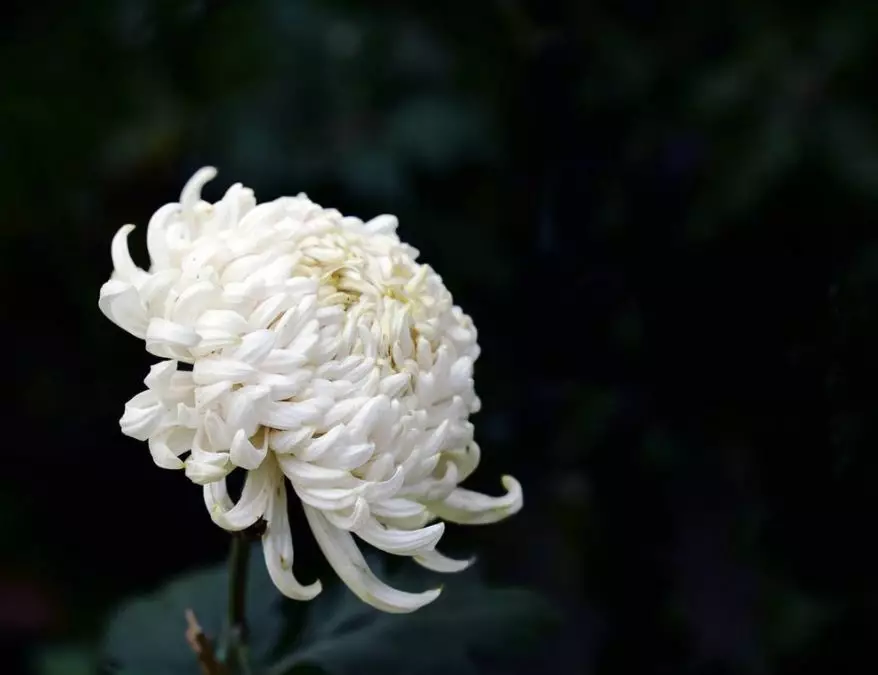 【诗词鉴赏】古诗词里的白菊，洁白如玉，清高脱俗！