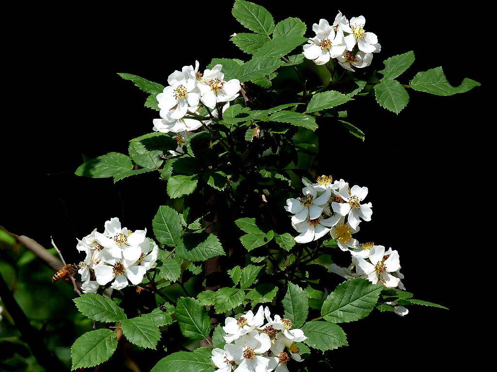 中药绿萼梅功效与作用_白残花的功效与作用 - 云林新闻励志网