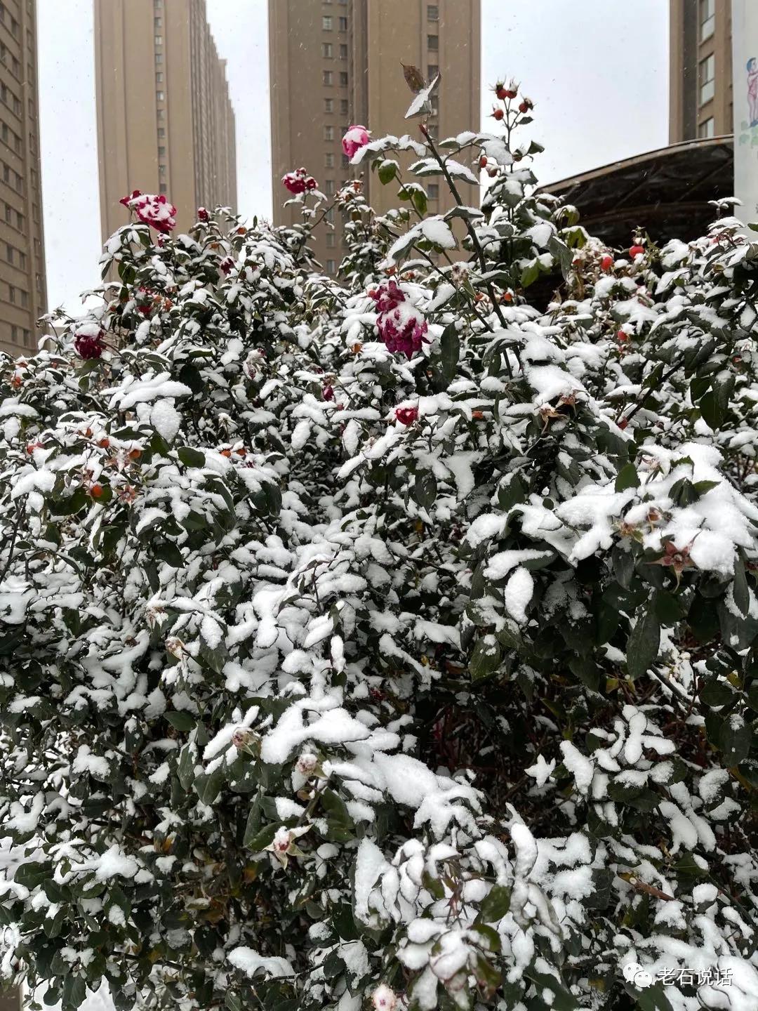 立冬前的這一場雪 - 頭條匯