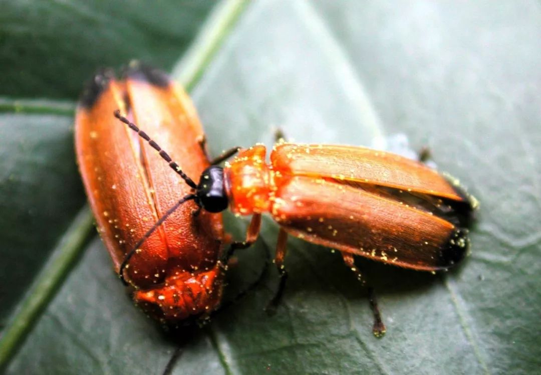 七月限定美景:南京灵谷寺萤火虫