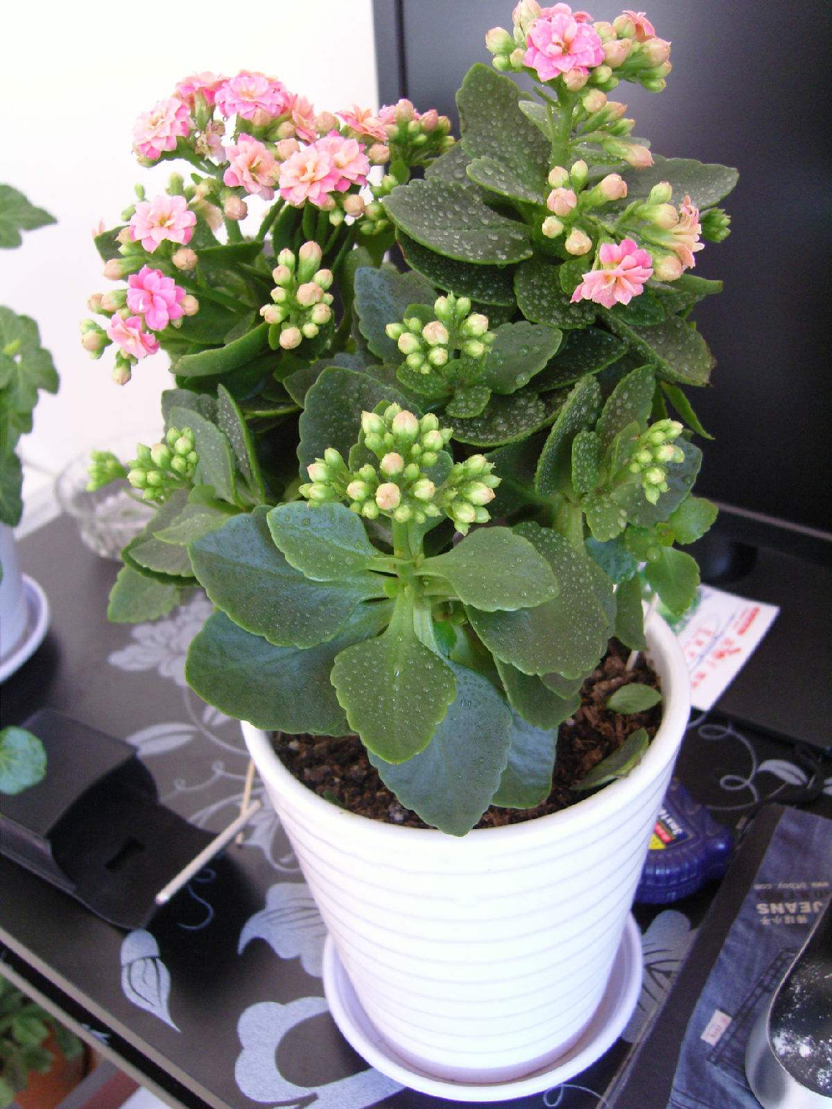 长寿花开花小从这几个方面考虑,小株也能开大花!