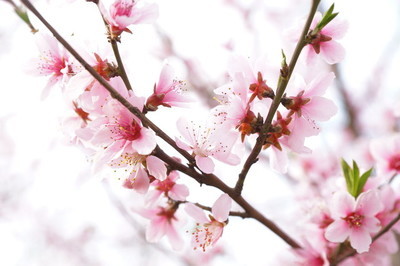 赏桃花，读诗词，“桃之夭夭，灼灼其华”，被桃花诗词惊艳的春天