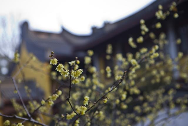 为何去杭州灵隐寺的游客少了？曾经清净灵气，如今不来第二次？