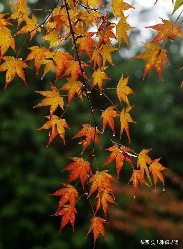 李商隐最有诗意写雨唐诗，全文无一“雨”字，20字却句句有雨