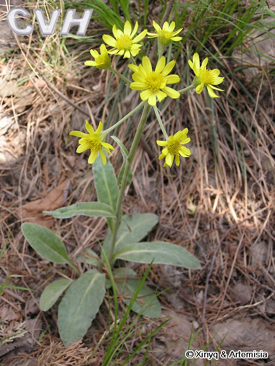 拼音gǒu shé cǎo别名狗舌头草,白火丹草,铜交杯,糯米青,铜盘一枝香