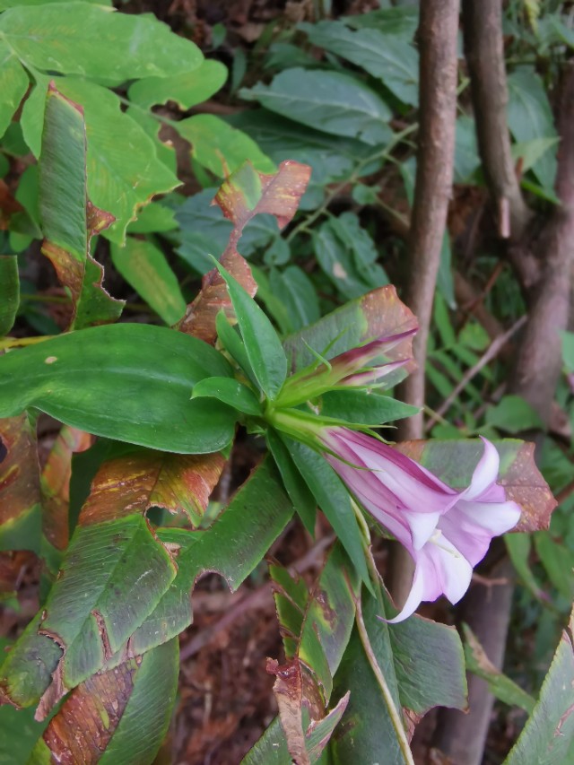 民间草药--双蝴蝶(肺形草)