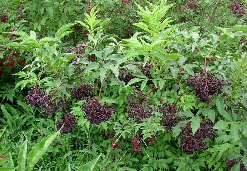 《唐本草》【释名】续骨木(《纲目》),木蒴藋.颂曰:接骨以功而名.