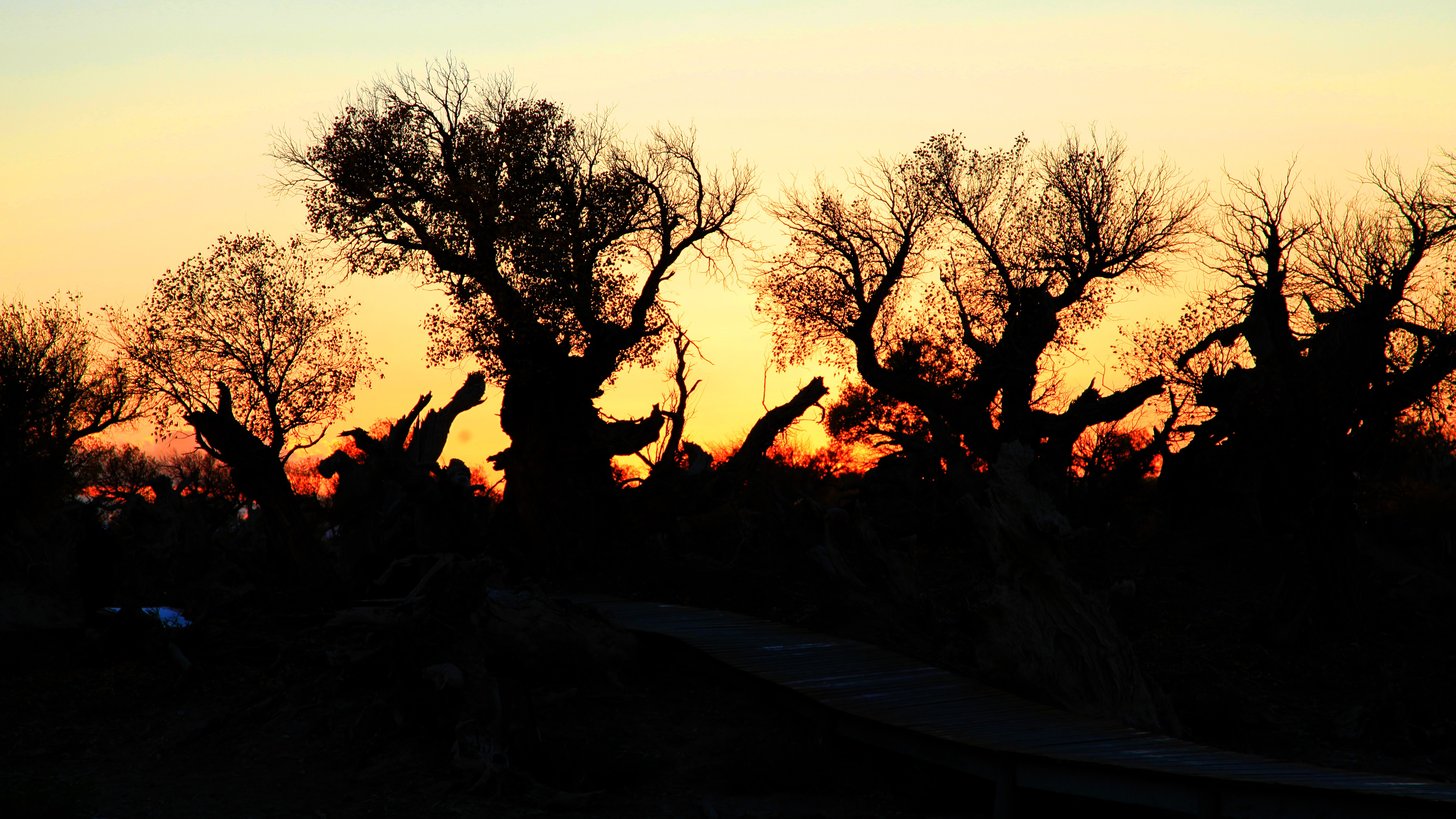 日暮沙漠陲力战烟尘里大漠的落日下