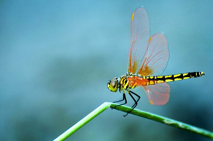 13首蜻蜓诗词:童年的记忆，纯真的时光，在春天起舞