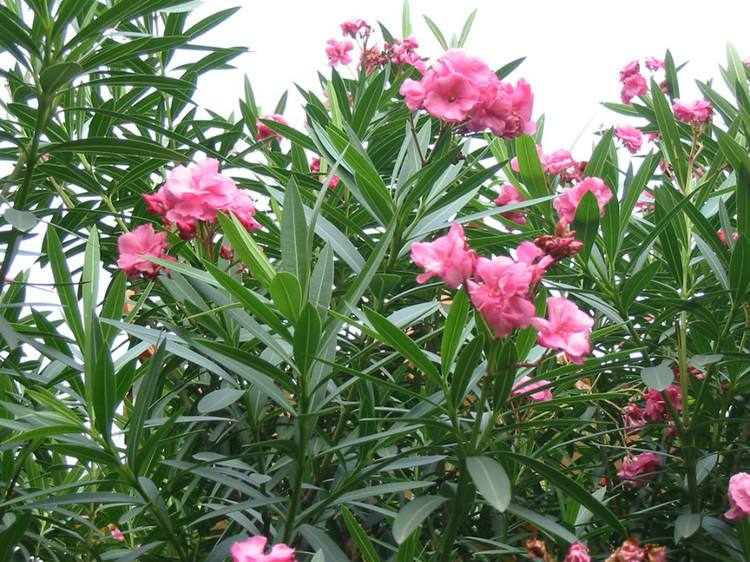 夹竹桃的果实有毒吗_夹竹桃科植物有毒吗