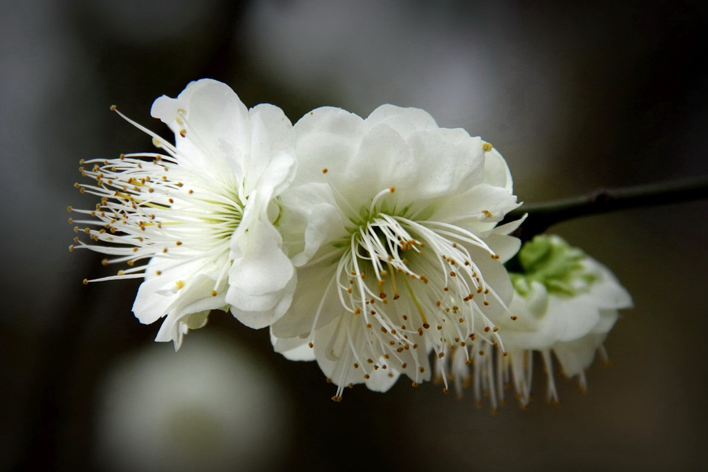 白梅花别名绿萼梅_绿梅花 绿萼梅