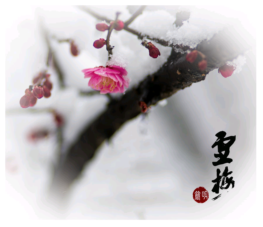 雪梅古诗三首_两句梅与雪的古诗 - 成语词句网
