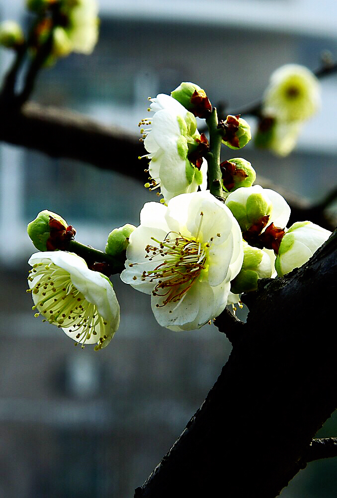 绿萼梅白梅花_绿梅花图片 绿萼梅 - 云林新闻励志网