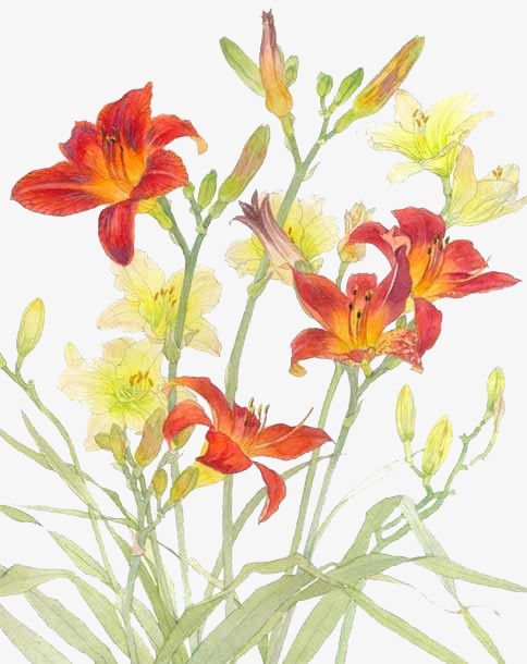 萱草忘忧诗经出处萱草是忘忧草吗