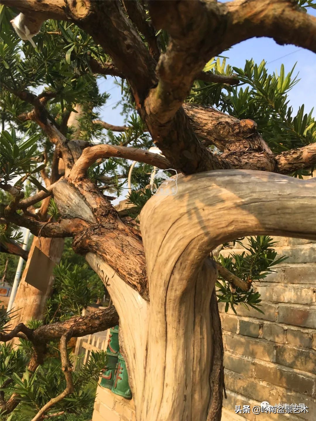 第一招财树——罗汉松,珍稀品种知多少?