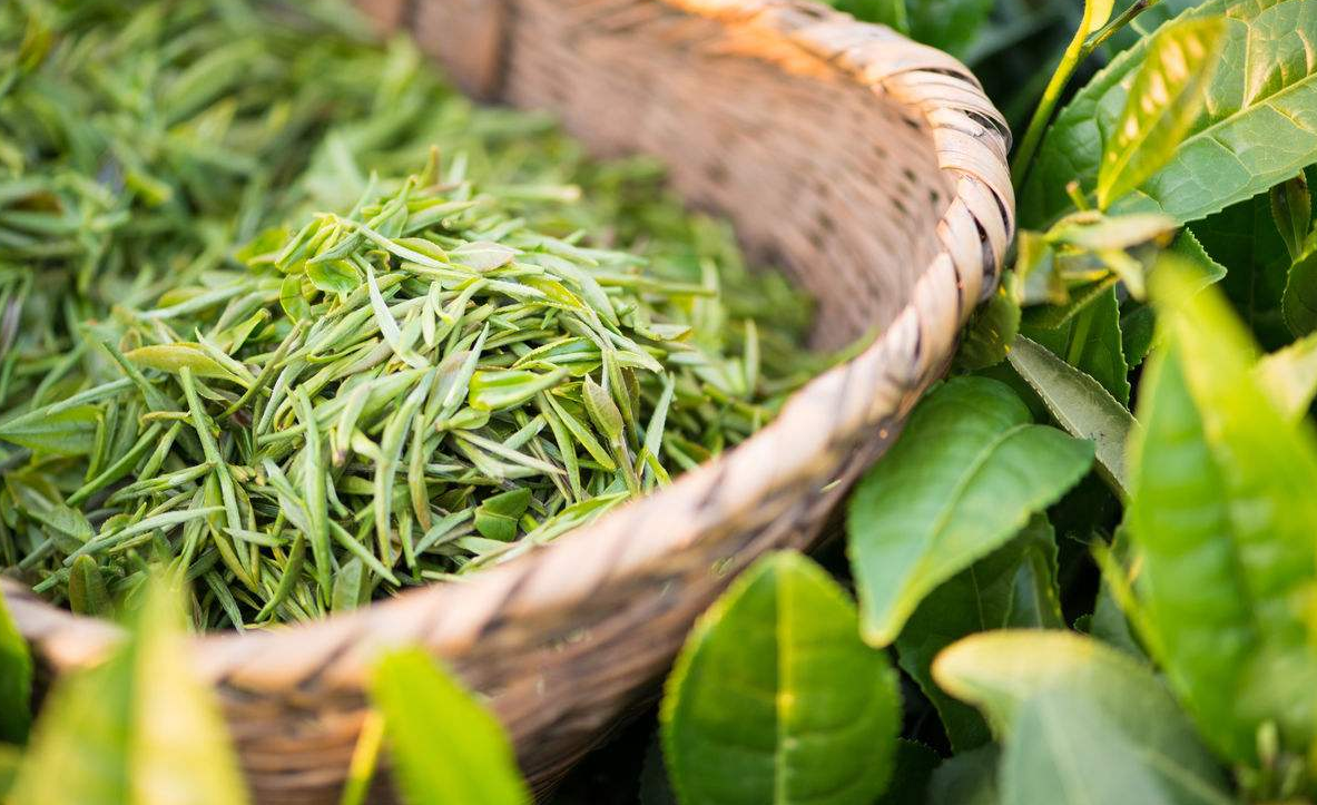 苏东坡,欧阳修,黄庭坚极力称赞的"双井绿" ,江西特产!