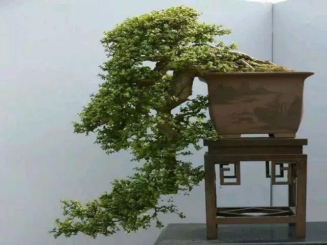 养盆金枝玉叶,剪两刀捆一下,自己长成"大树桩"!