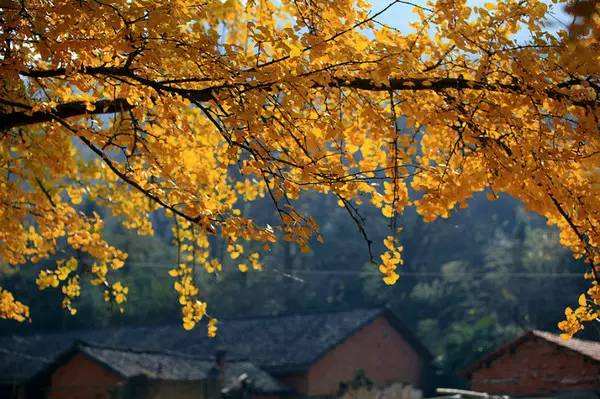 刘禹锡被贬后，写下史上最豪迈的秋词，短短4句惊艳了整个秋天