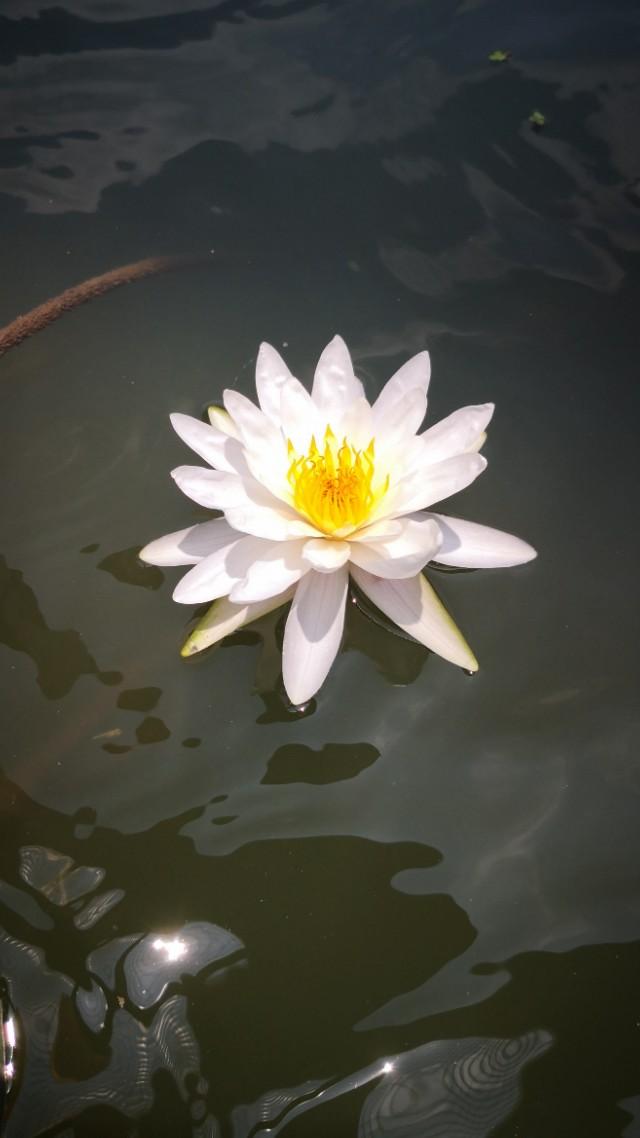 心静如莲,始见花开.百幅唾莲及咏荷诗词欣赏