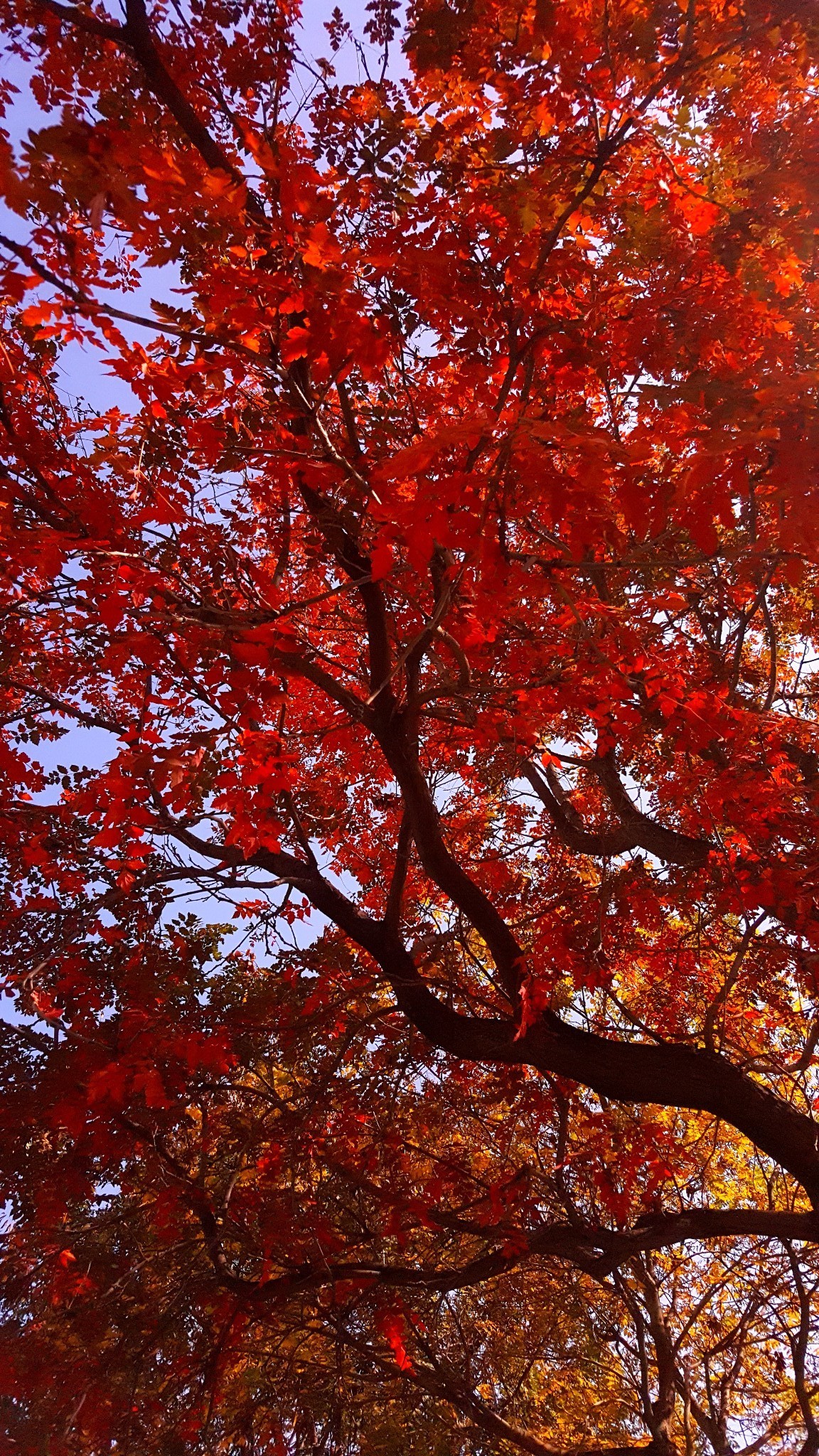 三峽紅葉觀賞指南,3條路線帶你領略秋季之美