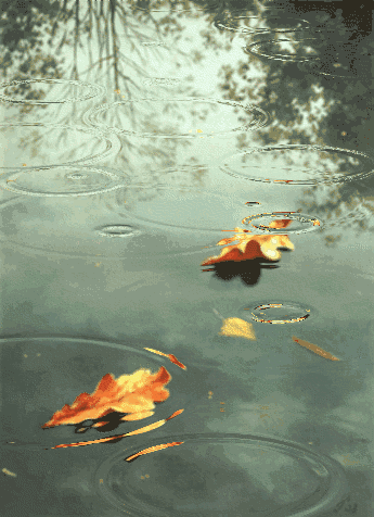 秋风秋雨秋意凉,天冷记得添衣裳(一组唯美秋雨动图送给大家)