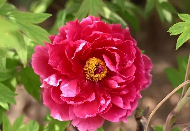 号△银红巧对△璎珞宝珠△虞姬艳装△脂红红色类牡丹赏花也能出学问!