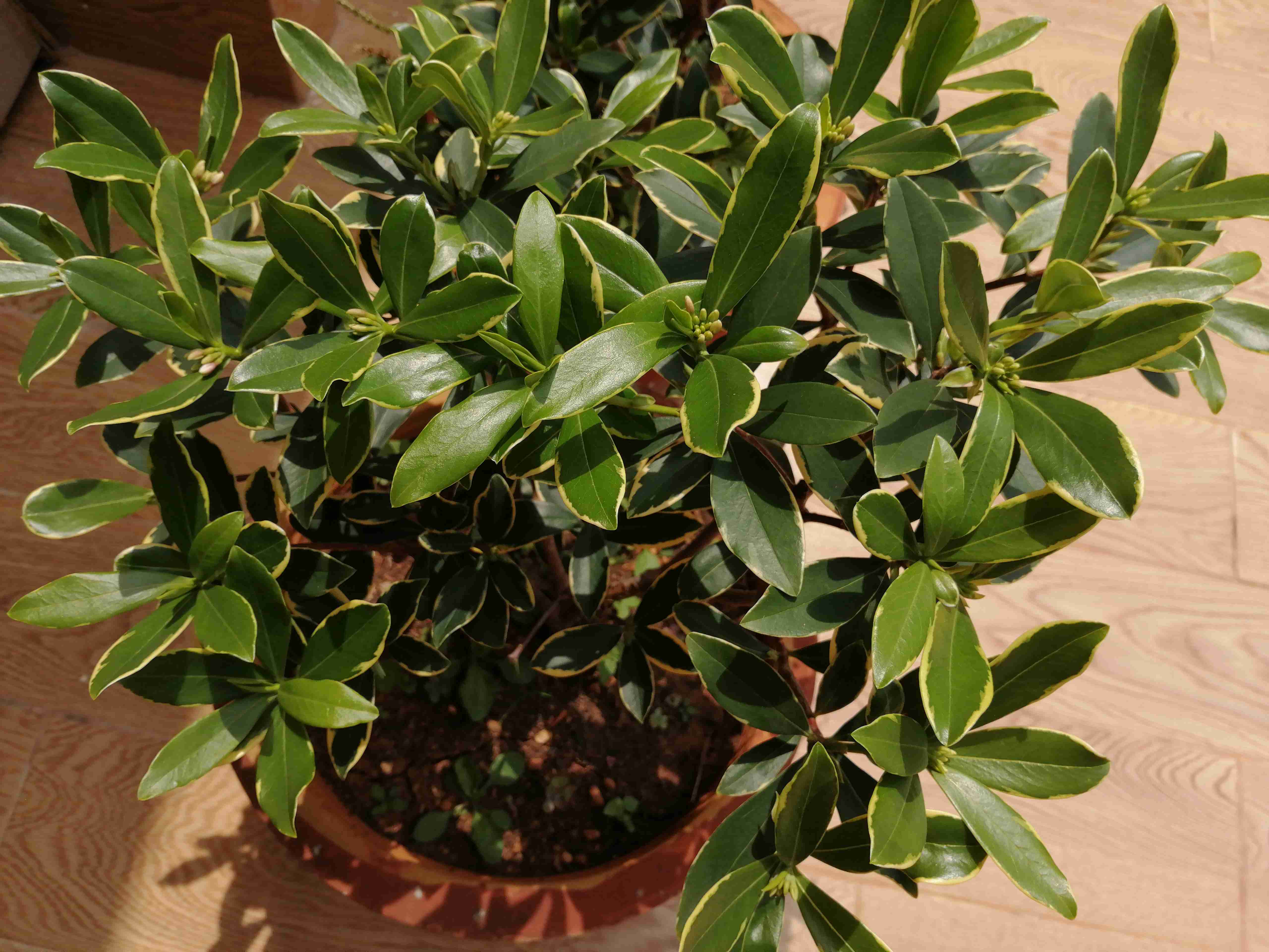 三伏天怎么养瑞香花,3个技巧,浇水姿势很重要,不要忽略