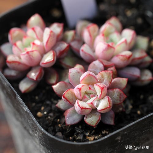 常见的景天科石莲花属多肉品种,图鉴赏析及养护方法