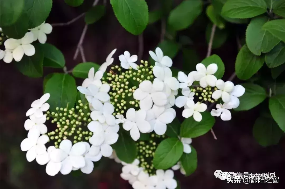 扬州烟花三月时绽放满城的琼花，几个最佳观赏地推荐！