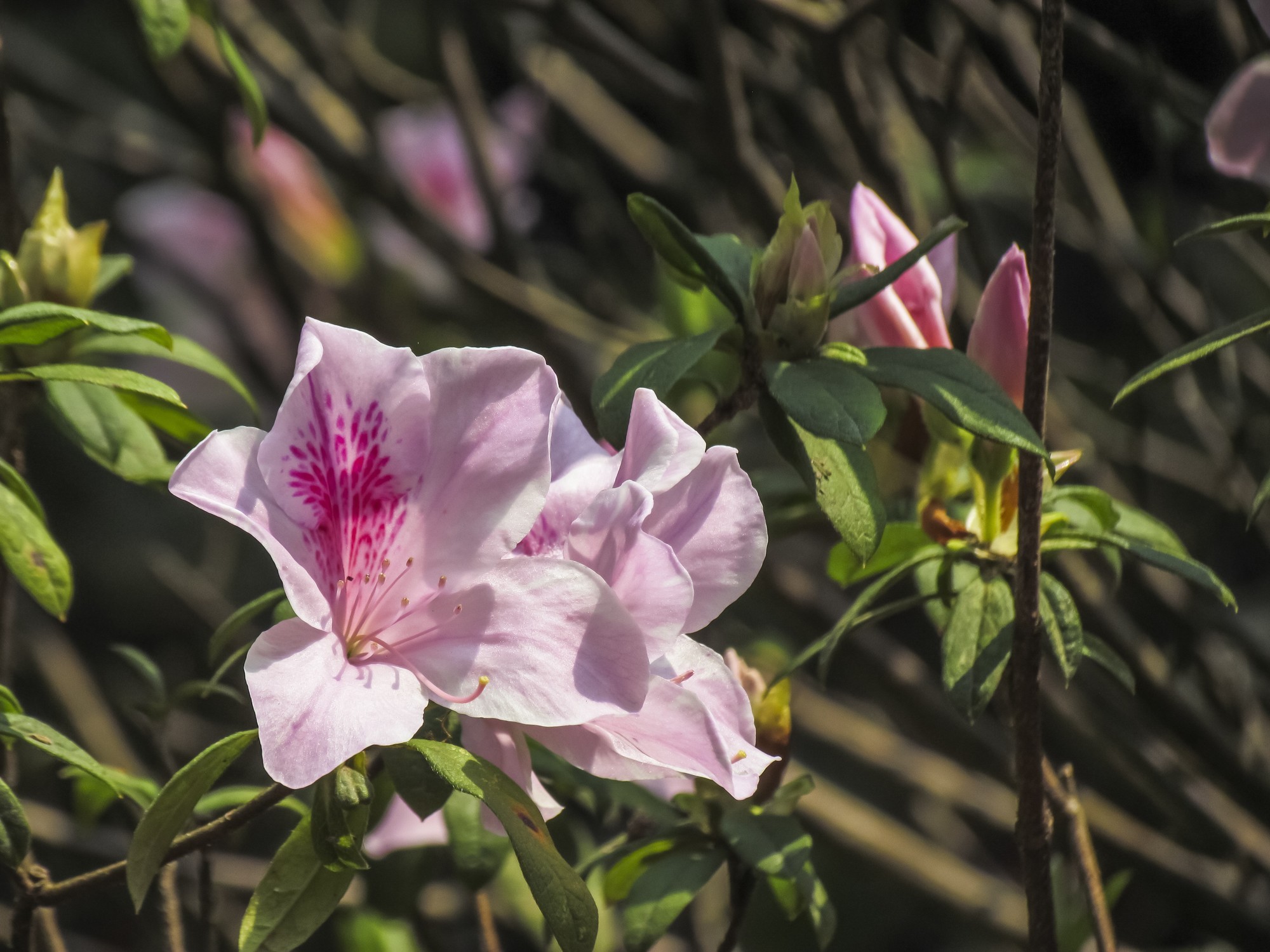 想要"杜鹃花"枝繁叶茂,花开满枝?这些栽种经验要知道