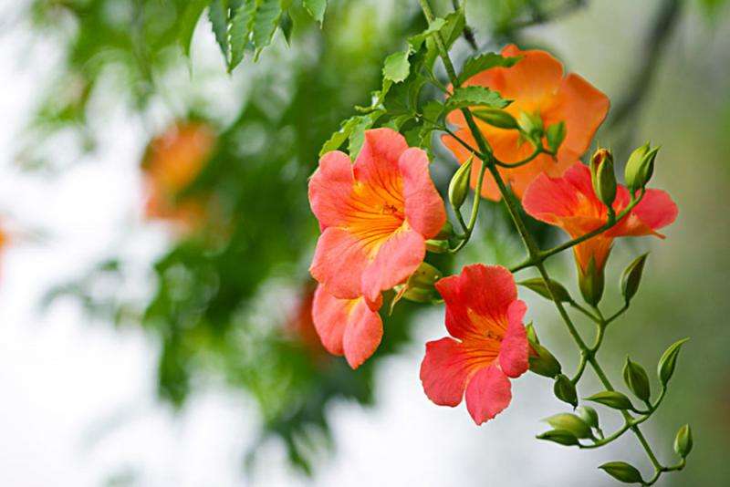 凌霄花种在院子里，满枝都是橙红色花，充满生机太美了