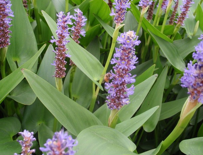 水生植物有哪些图片及名称什么叫水生植物