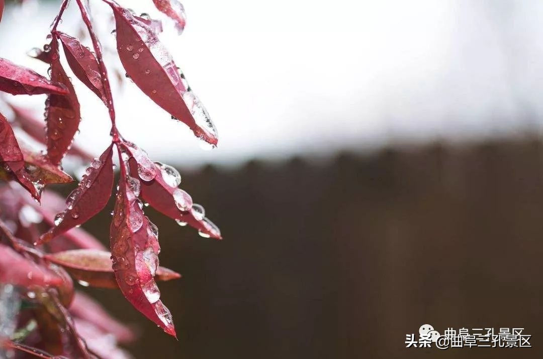 【最美秋雨詩詞】透詩窺雨景,勸君勿秋愁