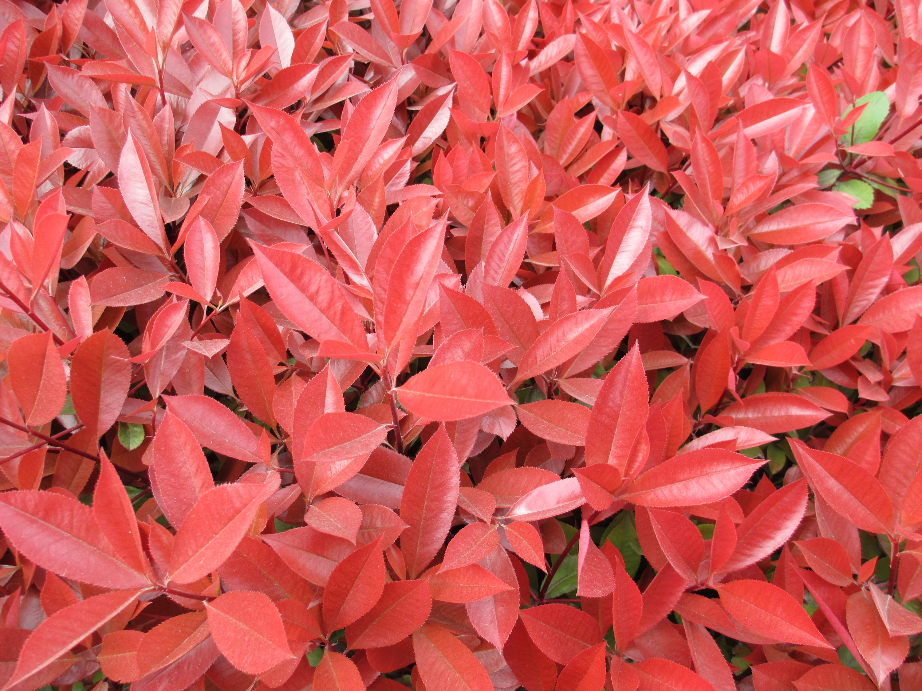 石楠树的花为什么臭_石楠是落叶还是常绿树 - 励志人生